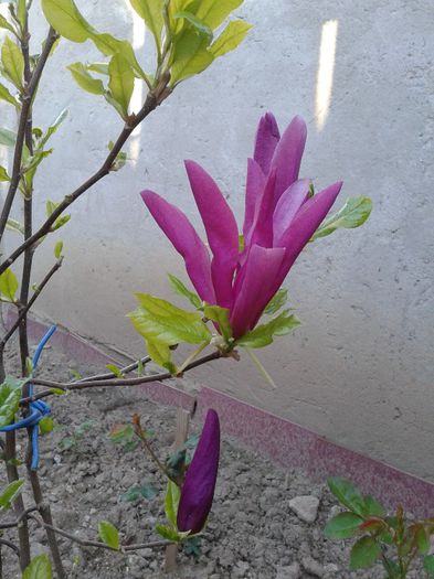 Magnolie ,,Susan,, - Primavara
