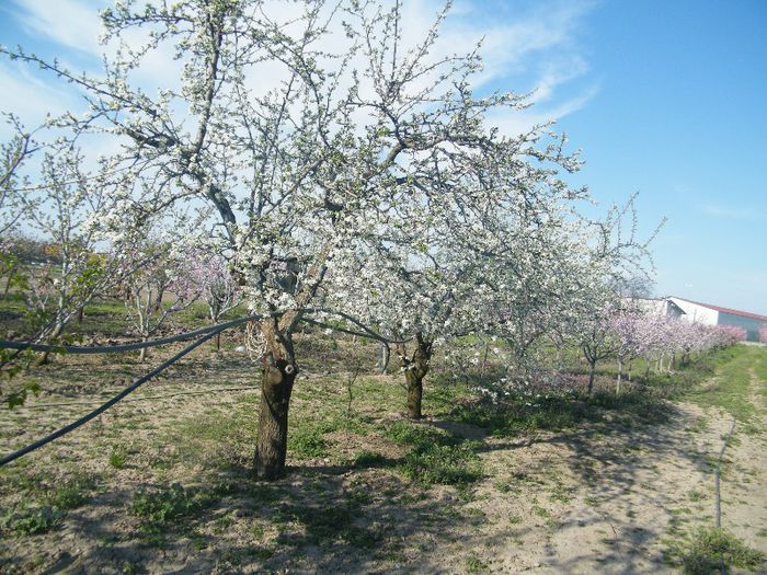 2013_0421GyumolcsosViragos0052