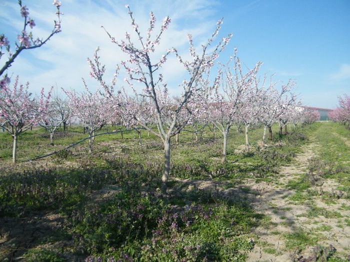 2013_0421GyumolcsosViragos0005