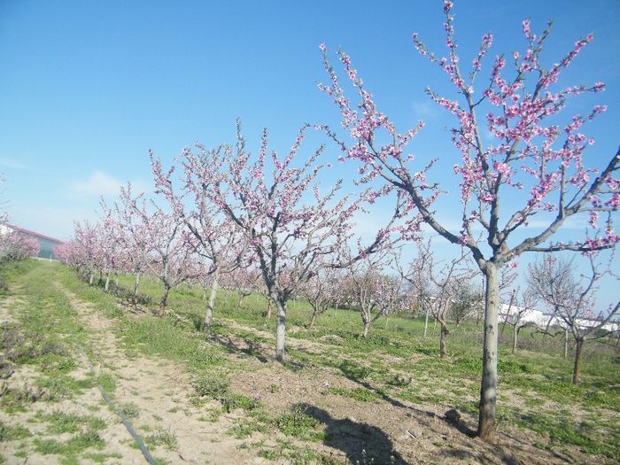 2013_0421GyumolcsosViragos0006