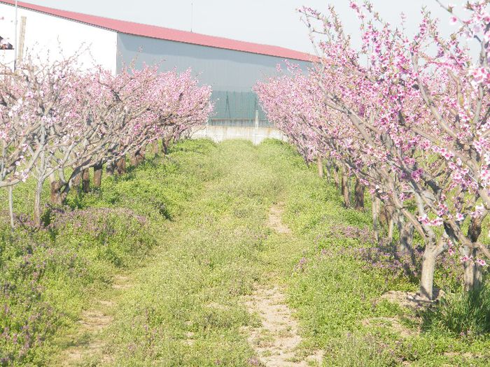 2013_0421GyumolcsosViragos0010 - A sosit primavara in livada