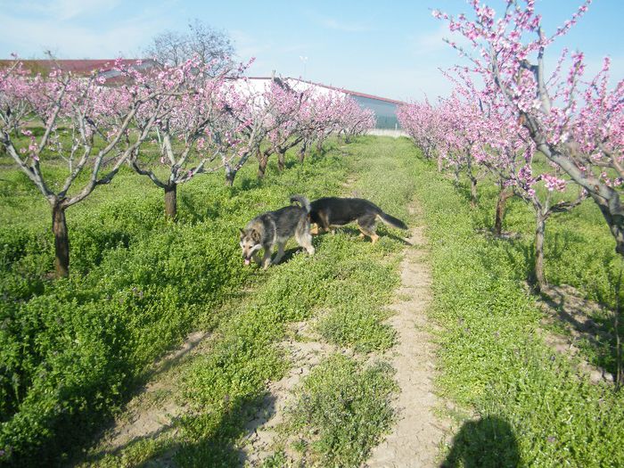 2013_0421GyumolcsosViragos0014