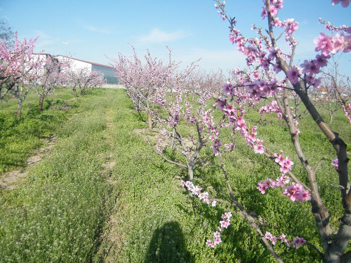 2013_0421GyumolcsosViragos0032