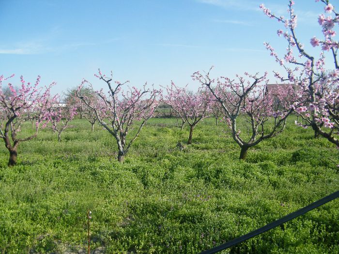 2013_0421GyumolcsosViragos0035