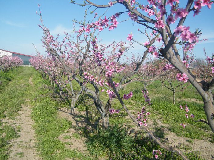 2013_0421GyumolcsosViragos0039