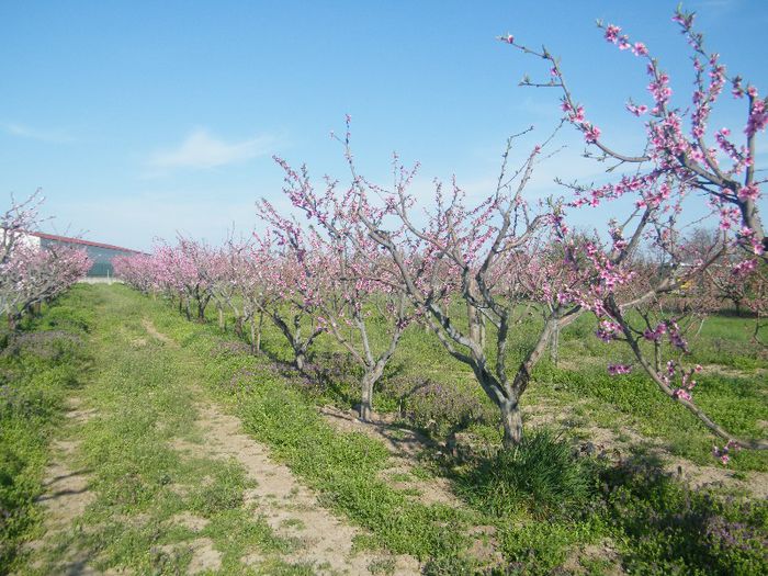 2013_0421GyumolcsosViragos0040