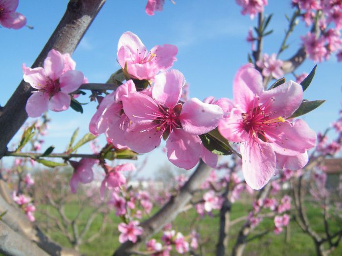 2013_0421GyumolcsosViragos0042