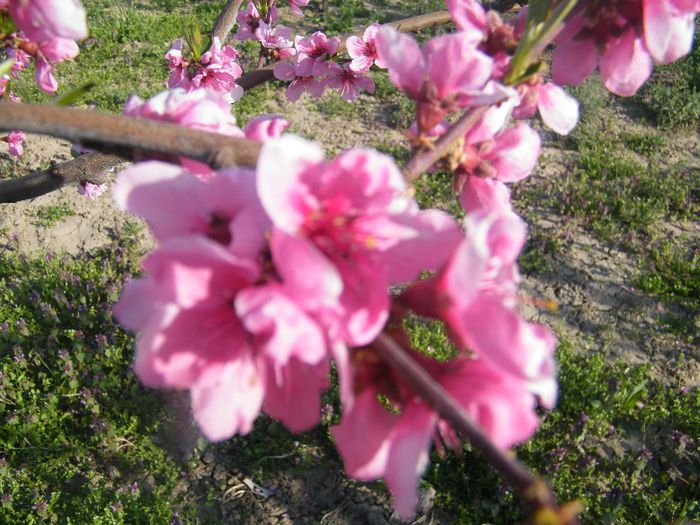 2013_0421GyumolcsosViragos0043