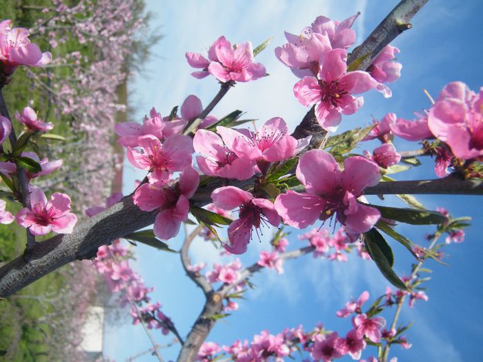 2013_0421GyumolcsosViragos0045