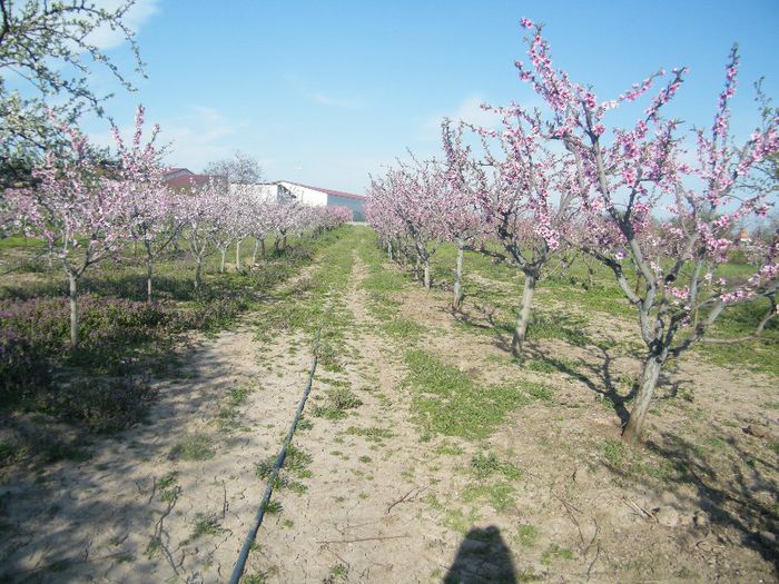 2013_0421GyumolcsosViragos0050