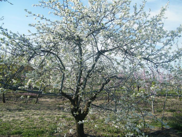 2013_0421GyumolcsosViragos0051