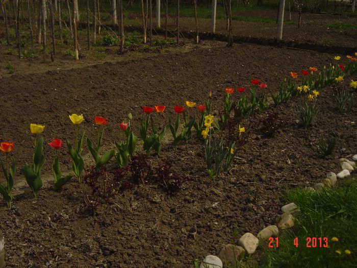 Picture 1598 - 01- 2013 FLORI DE GRADINA