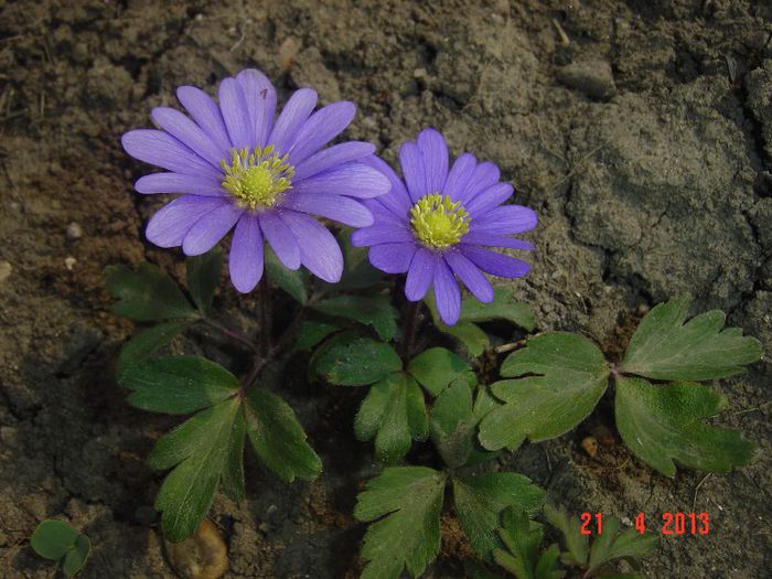 Picture 1600 - 01- 2013 FLORI DE GRADINA