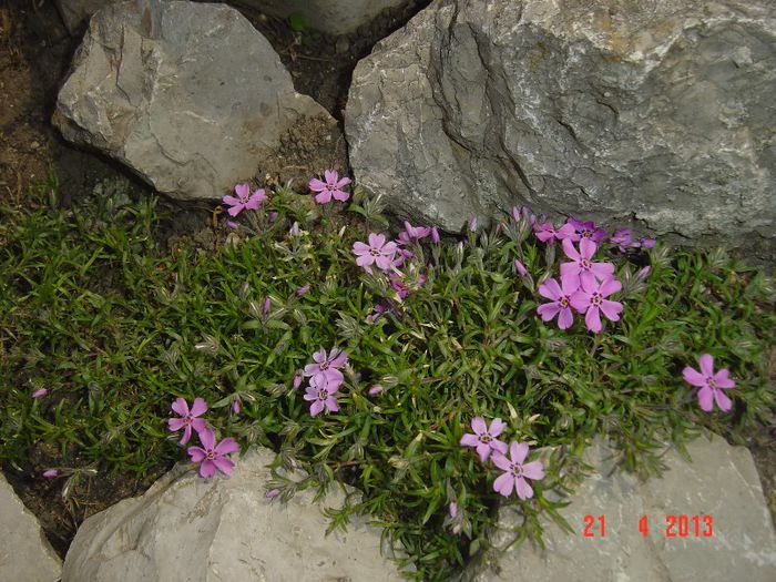 Picture 1607 - 01- 2013 FLORI DE GRADINA