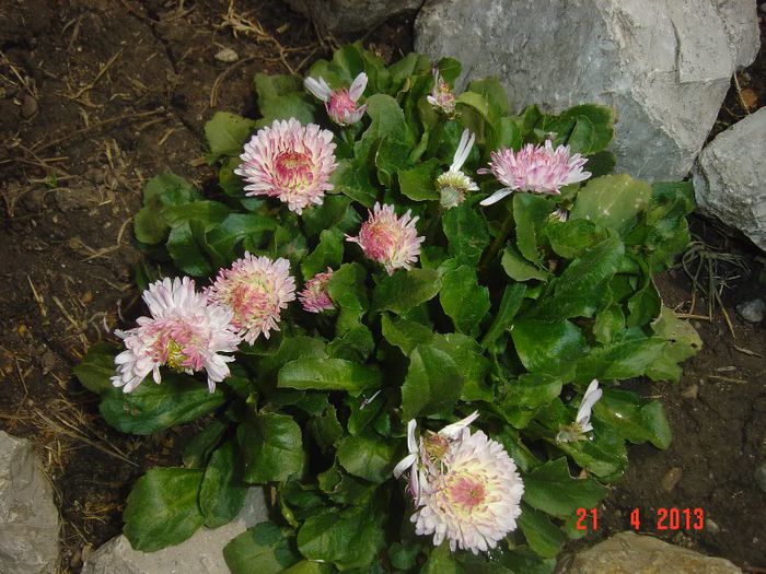 Picture 1608 - 01- 2013 FLORI DE GRADINA
