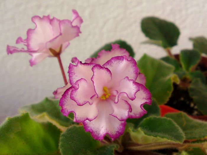  - Gesneriaceae