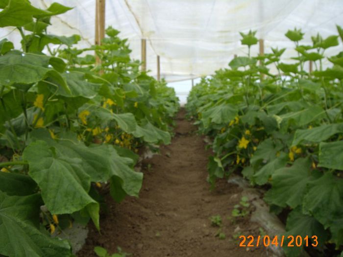 IMG_4769; 3saptamani de la plantare
