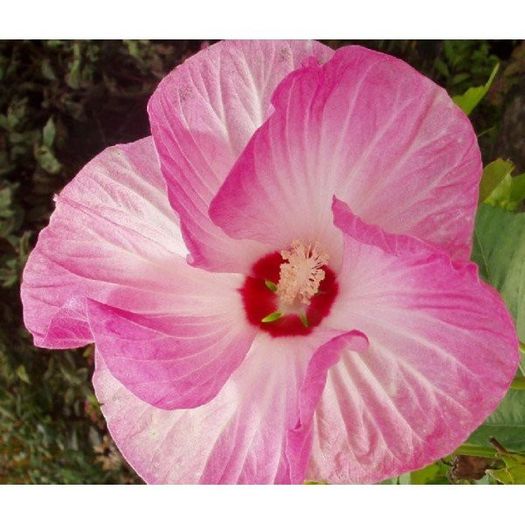 hibiscus-moscheutos-luna-f1 (6)