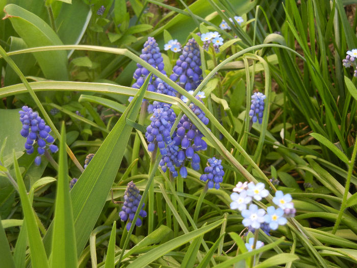 Muscari & Myosotis (2013, April 19)