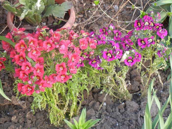 Red & Purple Schizanthus (2013, April 19)