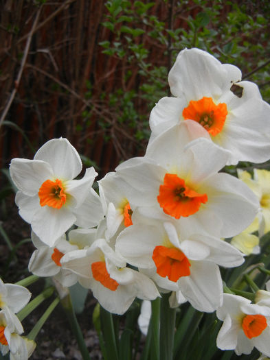 Narcissus Geranium (2013, April 20)