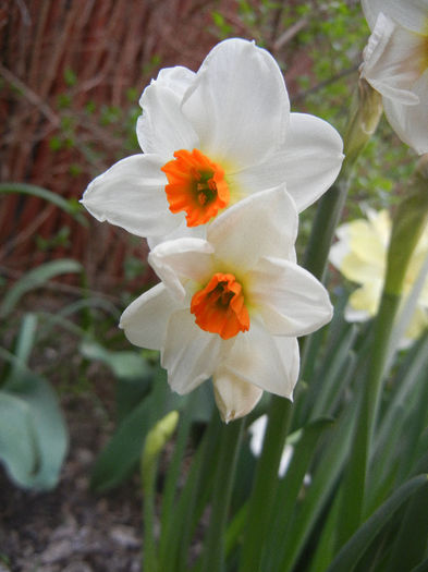 Narcissus Geranium (2013, April 20) - Narcissus Geranium