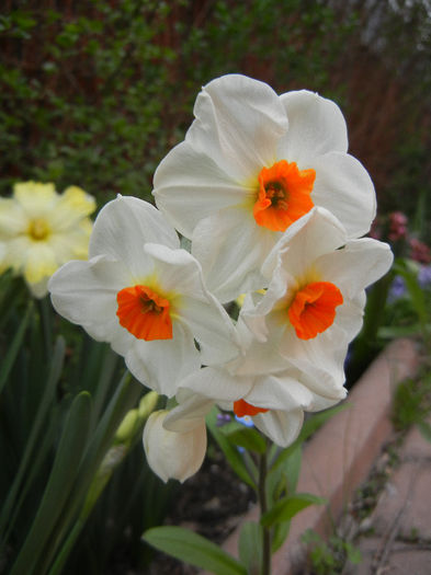 Narcissus Geranium (2013, April 20) - Narcissus Geranium