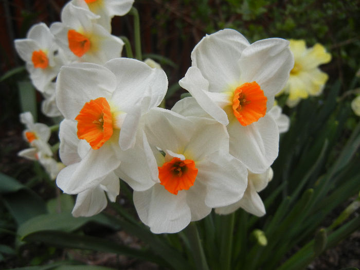 Narcissus Geranium (2013, April 20) - Narcissus Geranium