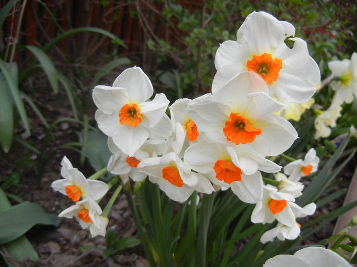 Narcissus Geranium (2013, April 20)