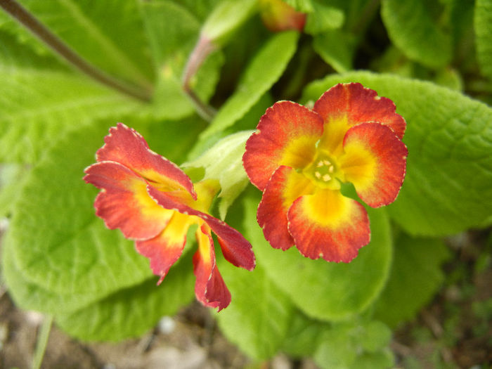 Primula polyanthus Red (2013, April 19) - Primula polyanthus Red