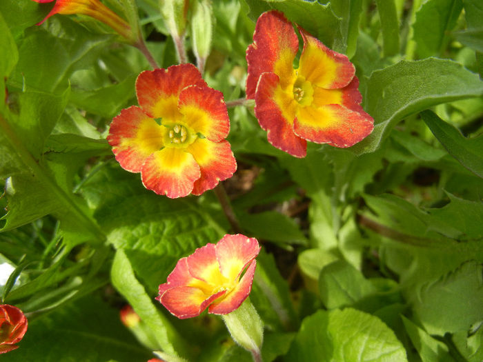 Primula polyanthus Red (2013, April 19) - Primula polyanthus Red