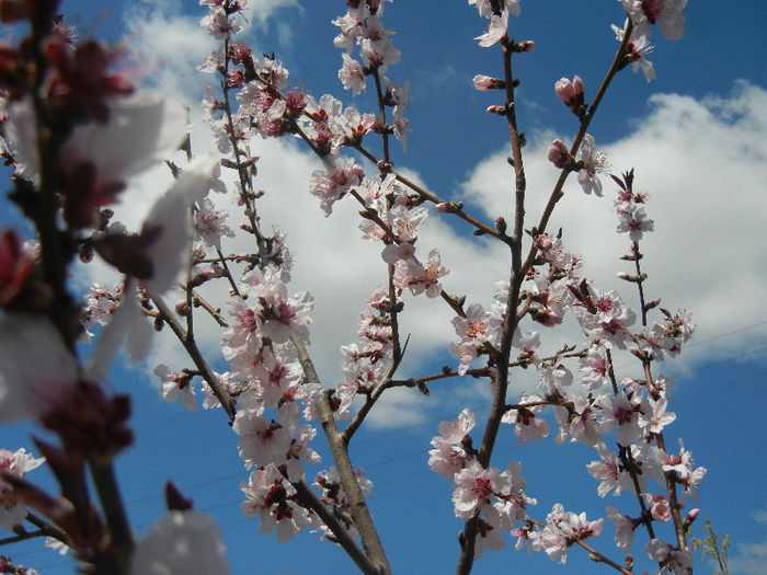 Prunus persica Davidii (2013, April 19) - Prunus persica Davidii