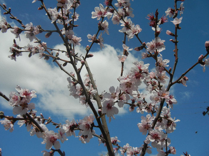 Prunus persica Davidii (2013, April 19) - Prunus persica Davidii