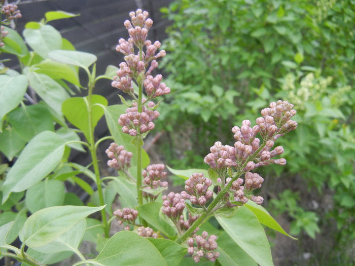 Syringa vulgaris_Lilac (2013, April 18)