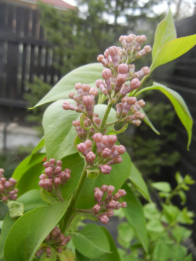 Syringa vulgaris_Lilac (2013, April 18)