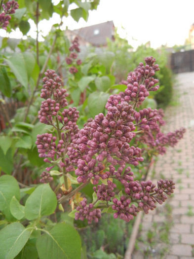 Syringa vulgaris_Lilac (2013, April 20)