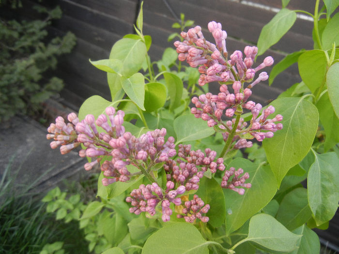 Syringa vulgaris_Lilac (2013, April 20)