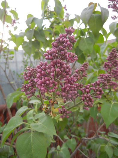 Syringa vulgaris_Lilac (2013, April 20)