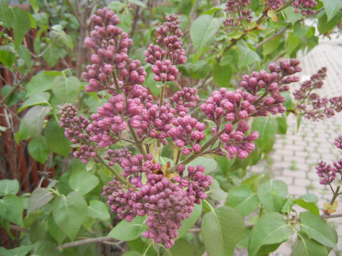 Syringa vulgaris_Lilac (2013, April 20)