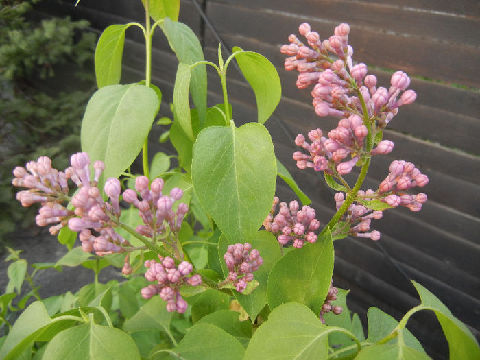 Syringa vulgaris_Lilac (2013, April 20)