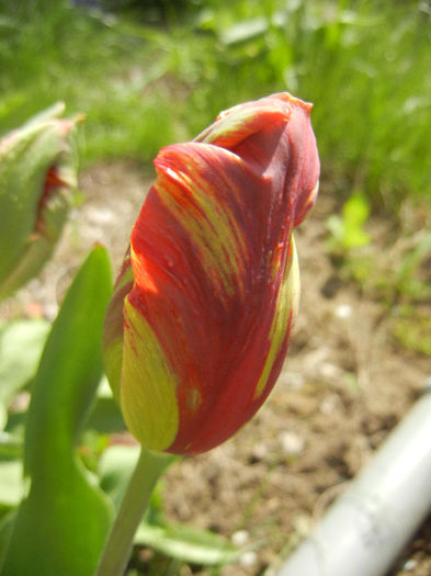 Bright Parrot_TBV tulip (2013, April 18) - Bright Parrot TBV tulip