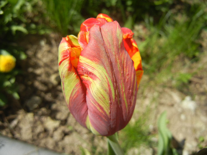 Bright Parrot_TBV tulip (2013, April 19)