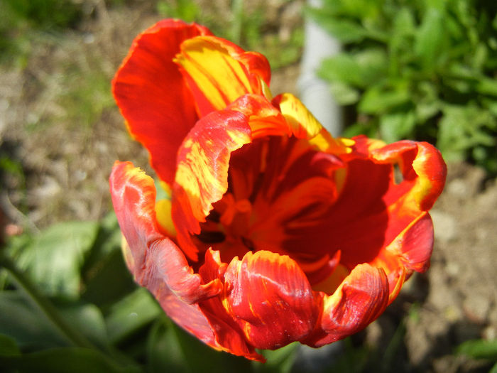 Bright Parrot_TBV tulip (2013, April 20) - Bright Parrot TBV tulip