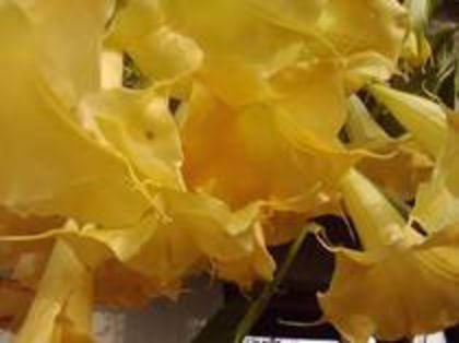 83375341_GFICCIQ3 - brugmansia si datura 2012-2
