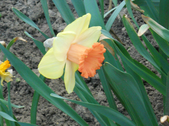 DSCN4186
