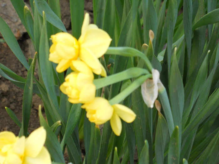 DSCN4203