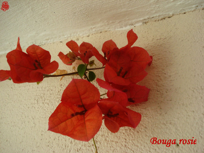 Bouga rosie - Flori 2013