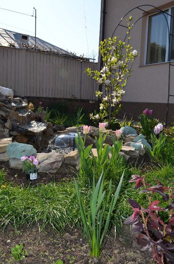 DSC_0764 - 1Gradina mult visata