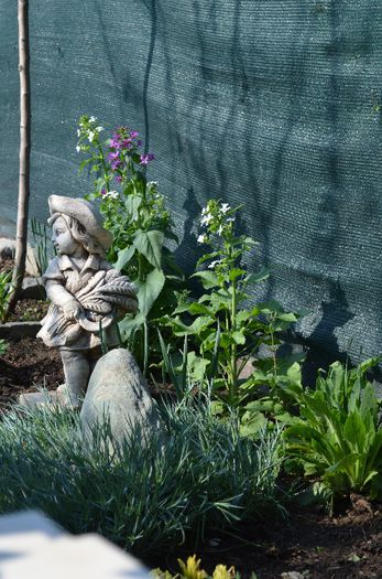 DSC_0768 - 1Gradina mult visata