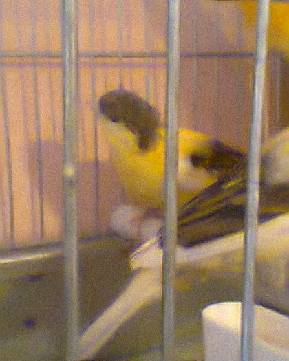 Fotogr.0182 - canari
